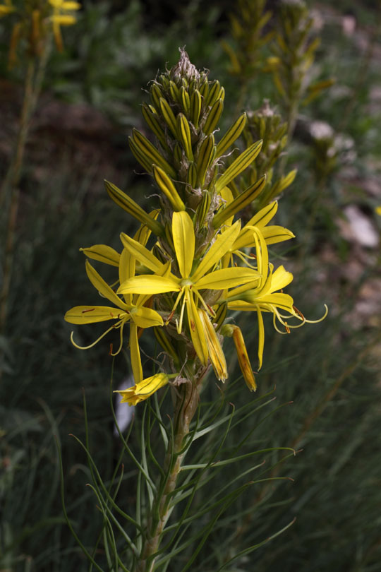 Asphodeline lutea – asfodelka žlutá